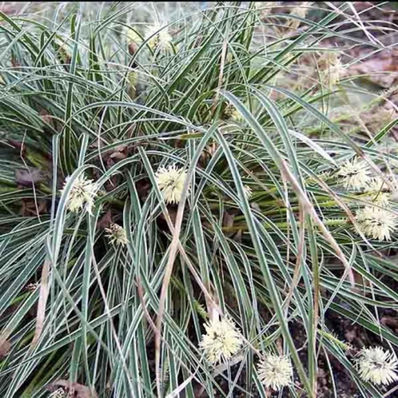 Carex conica Snowline (Porte)