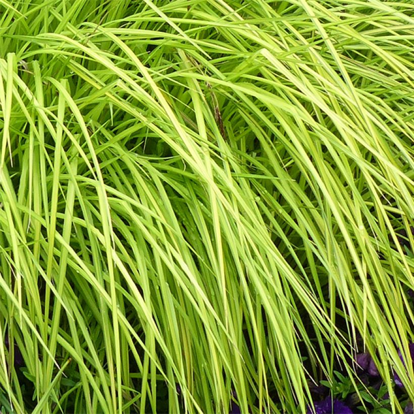 Carex elata Aurea (Follaje)