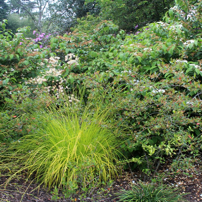 Carex elata Aurea (Porte)