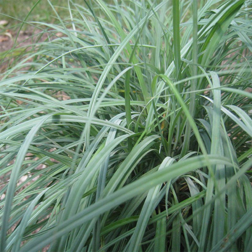 Carex flacca (Follaje)