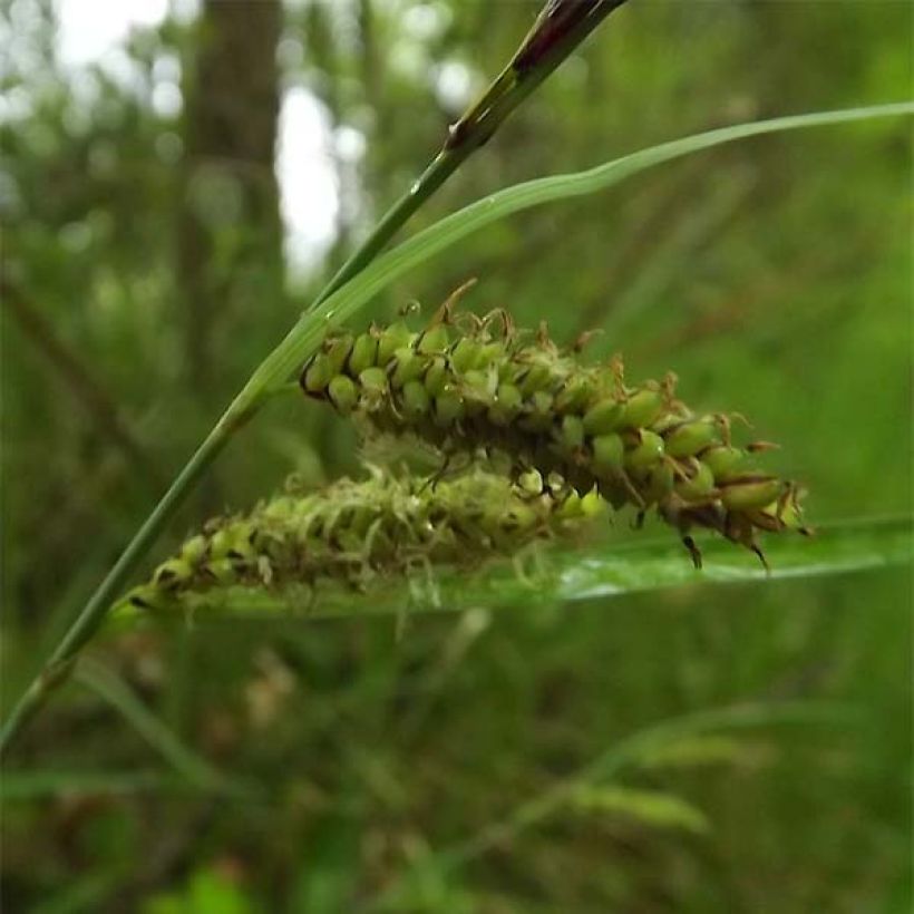 Carex flacca (Floración)