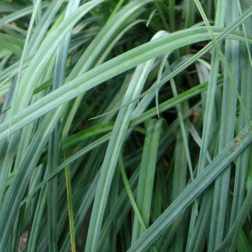 Carex flacca Blue Zinger (Follaje)