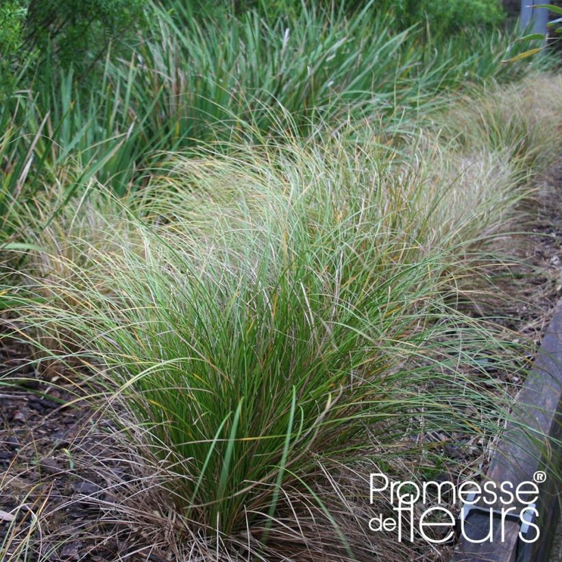 Carex flagellifera Kiwi (Porte)