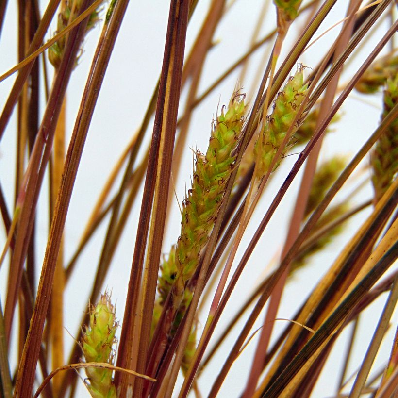 Carex flagellifera (Floración)