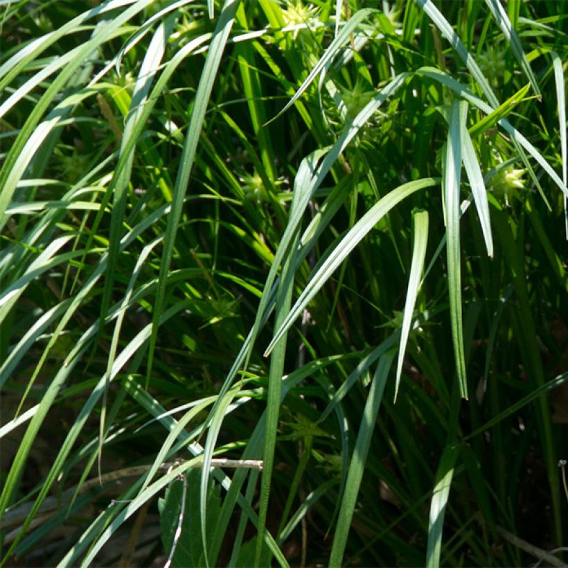 Carex grayi (Follaje)