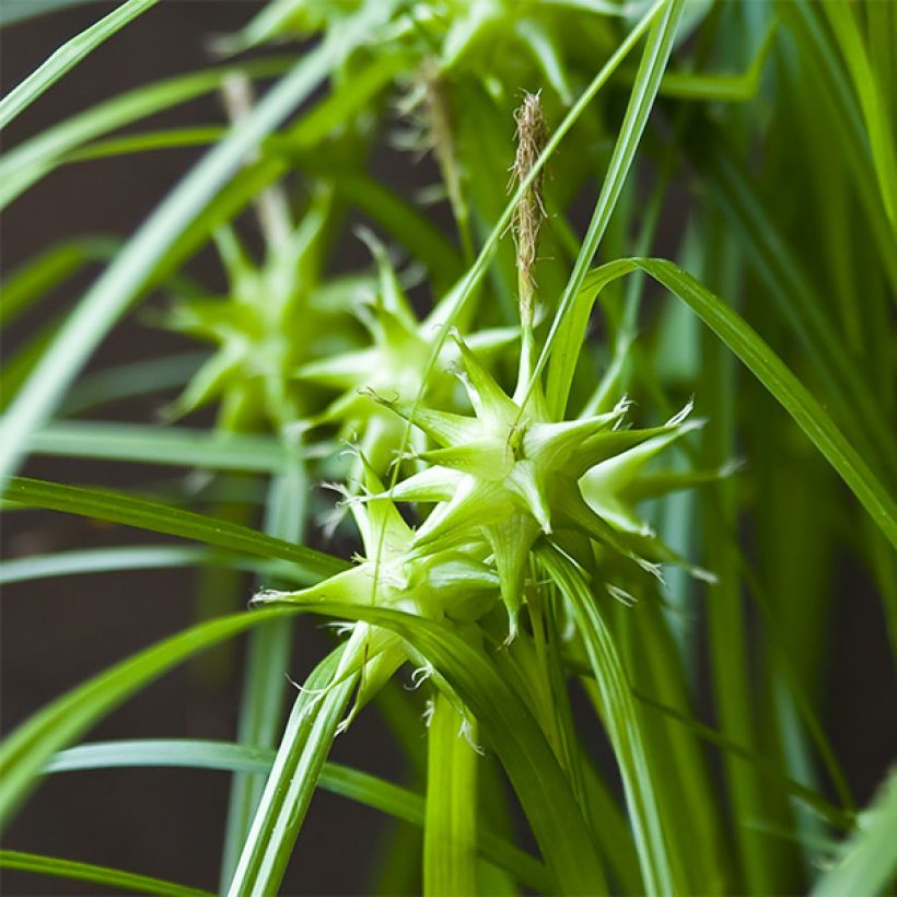 Carex grayi (Floración)