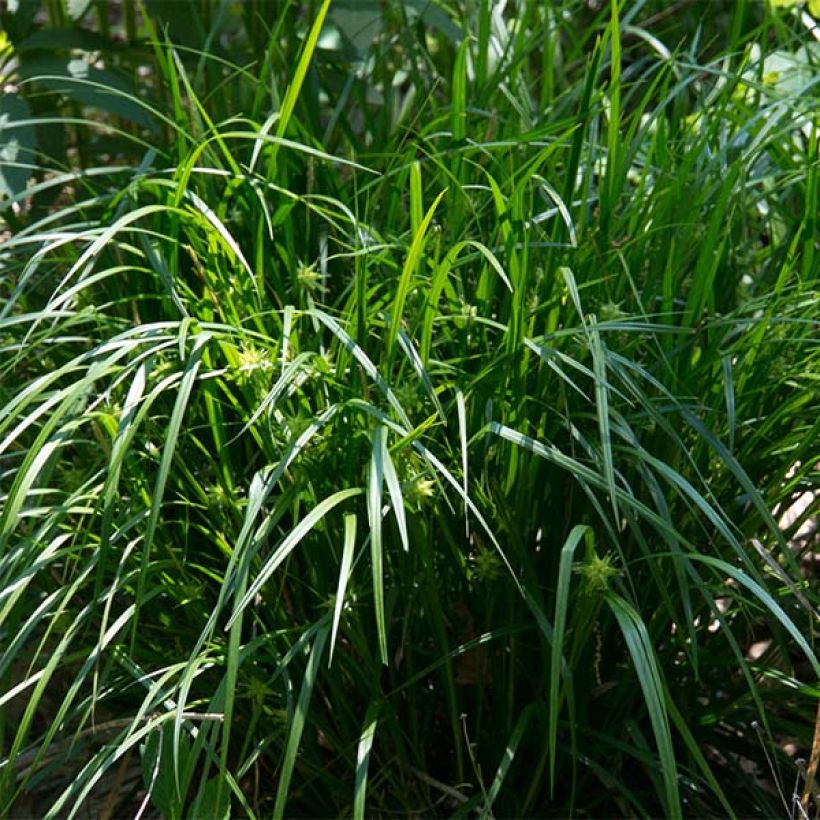 Carex grayi (Porte)