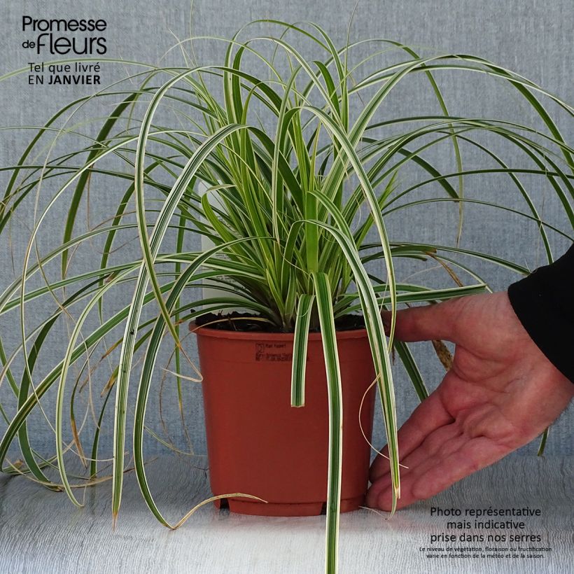 Carex hybride Feather Falls en pot de 1L/1.5L Ejemplar entregado en invierno