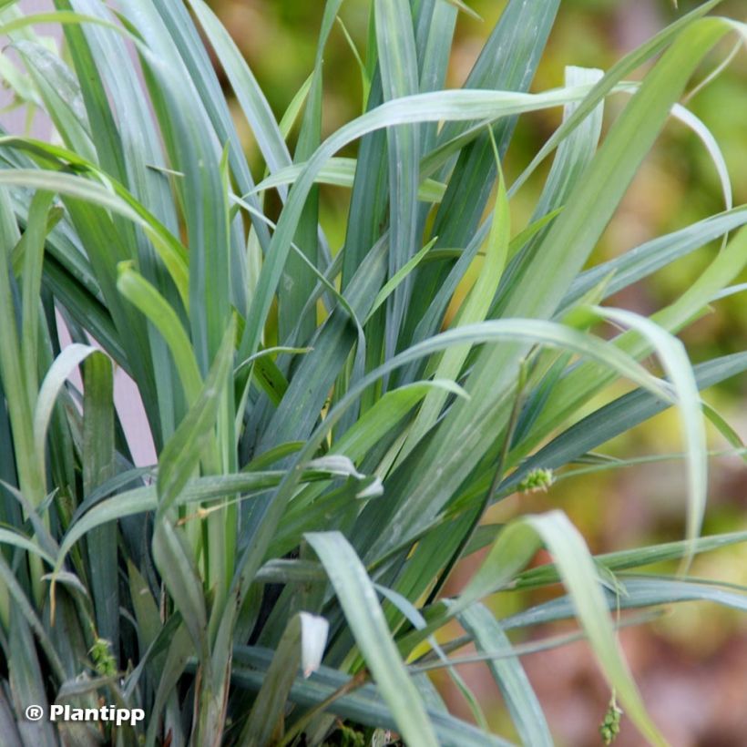 Carex laxiculmis Bunny Blue (Follaje)