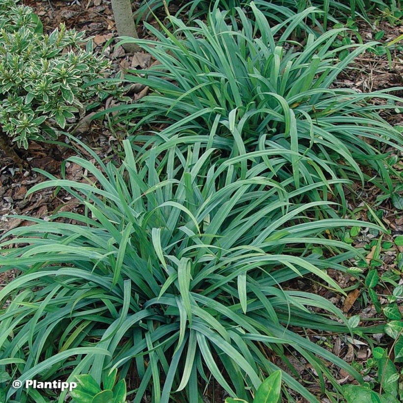 Carex laxiculmis Bunny Blue (Porte)