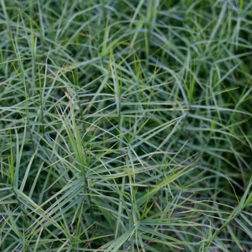 Carex muskingumensis Little Midge (Follaje)