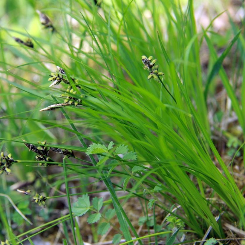 Carex montana (Follaje)