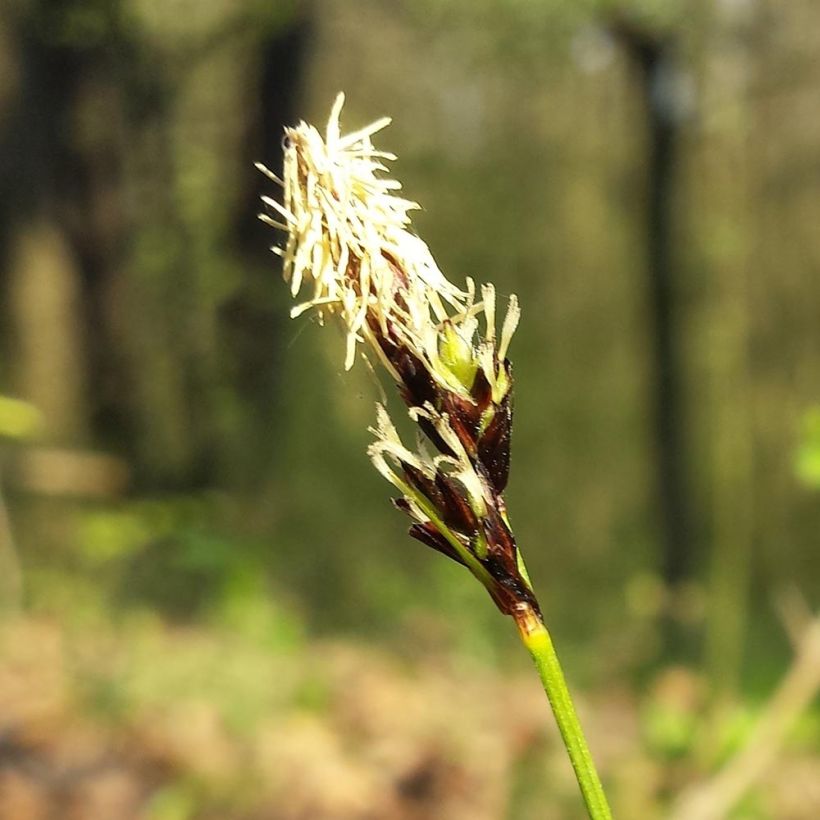 Carex montana (Floración)