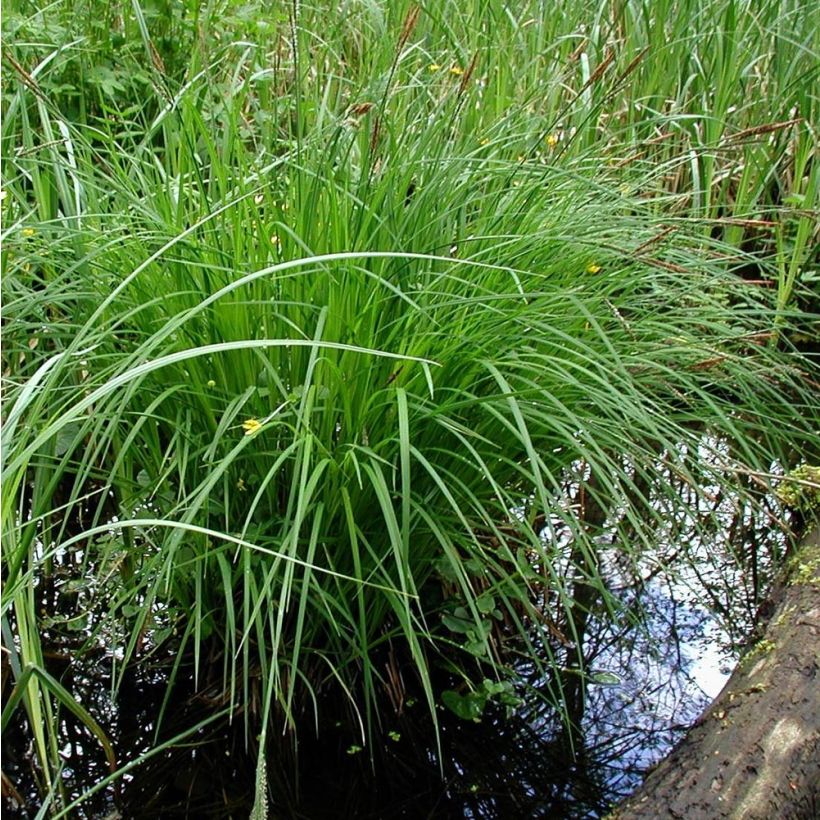 Carex montana (Porte)