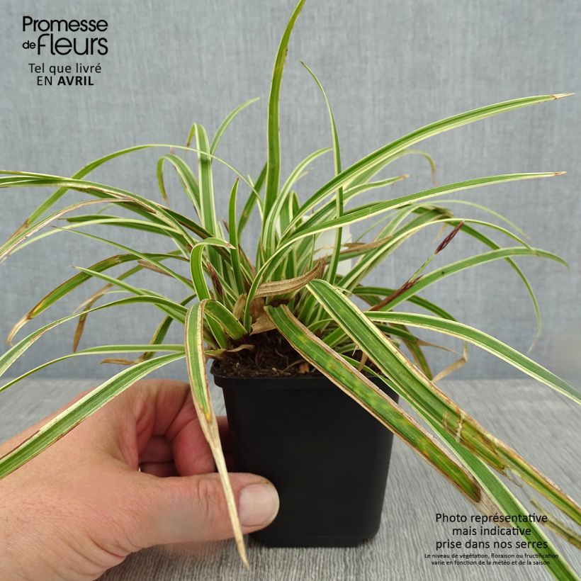 Carex morrowii Goldband - Laîche du Japon - Godet de 8/9 cm Ejemplar entregado en la primavera