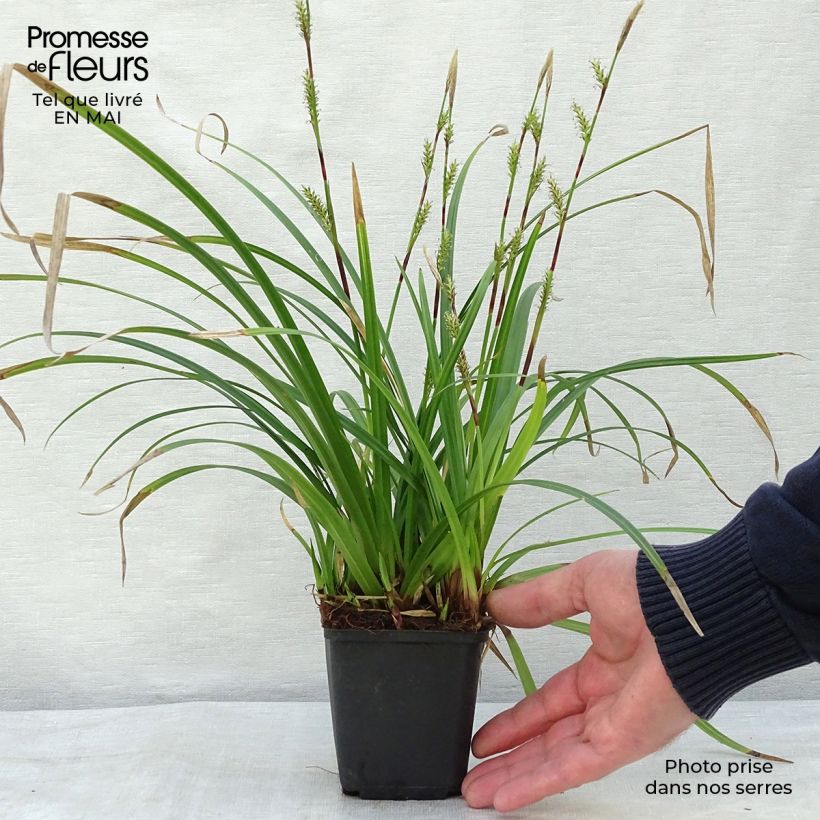 Carex foliosissima Irish Green Maceta de 8/9 cm Ejemplar entregado en la primavera