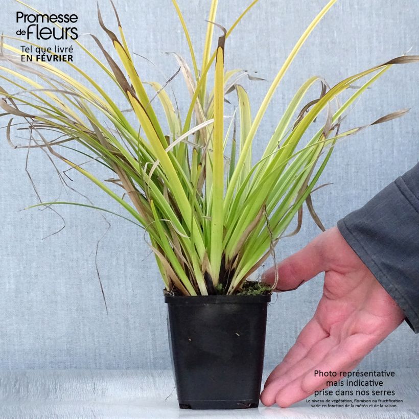 Carex morrowii Variegata - Laîche du Japon en godet de 9 cm Ejemplar entregado en invierno