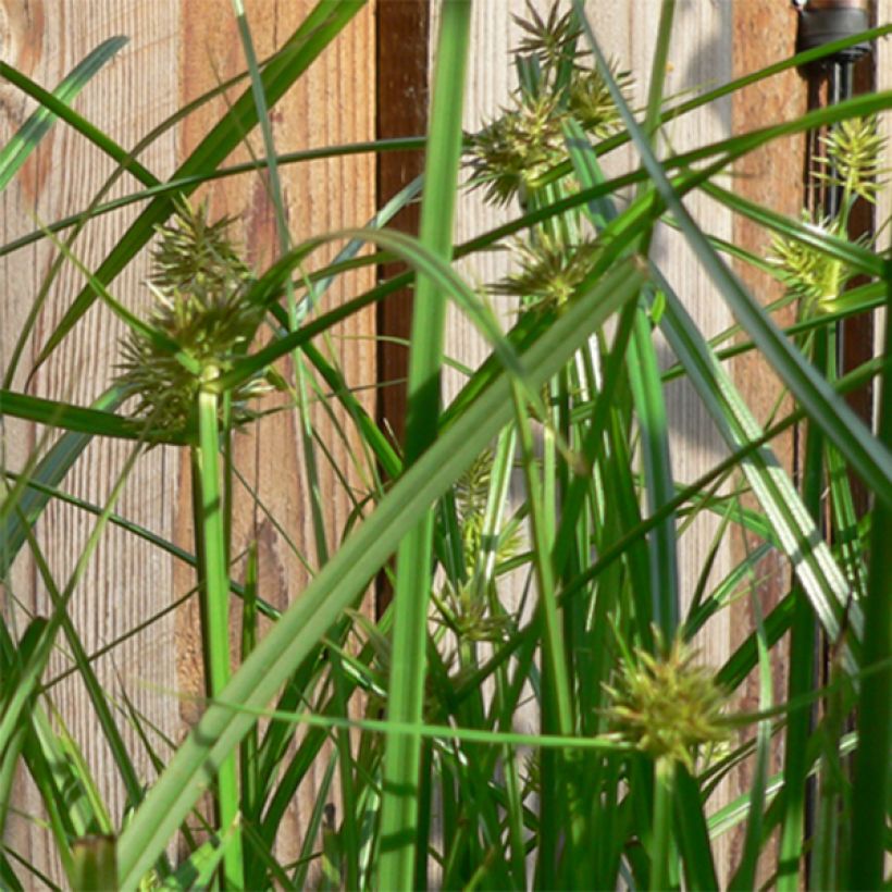 Carex muskingumensis (Floración)