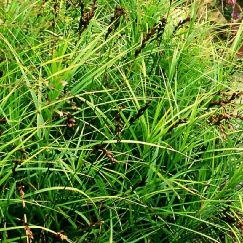 Carex muskingumensis (Porte)