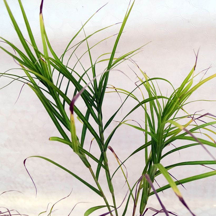 Carex muskingumensis (Follaje)