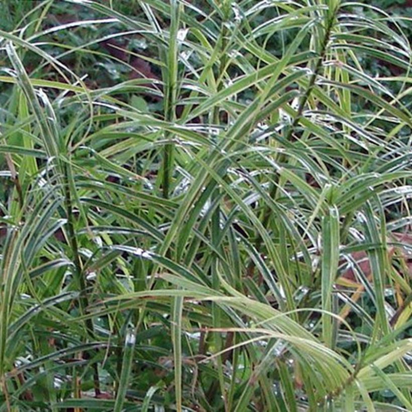 Carex muskingumensis Oehme (Follaje)