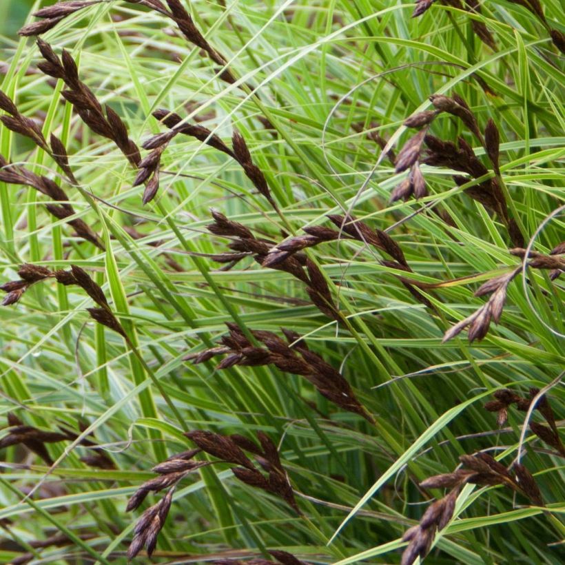 Carex muskingumensis Oehme (Floración)