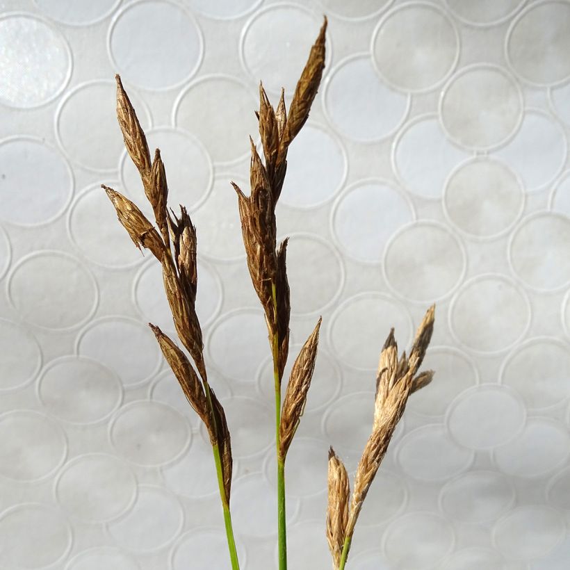 Carex muskingumensis Silberstreif (Floración)