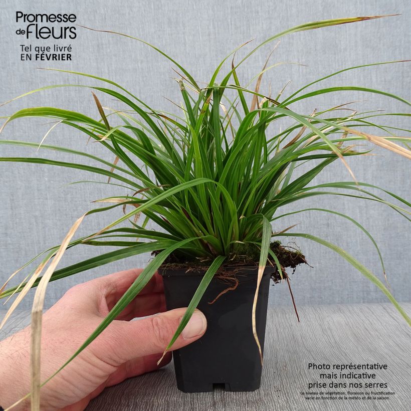 Carex muskingumensis Variegata - Laîche palmée Godet de 9cm Ejemplar entregado en invierno