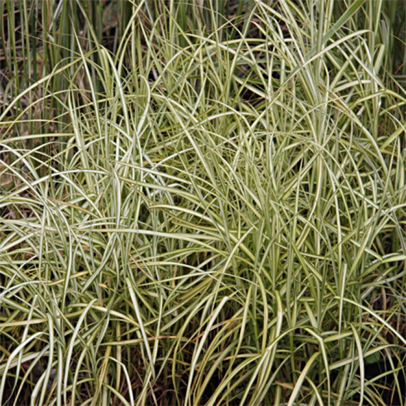 Carex muskingumensis Silberstreif (Follaje)