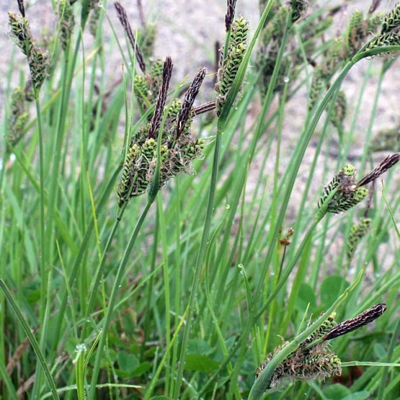 Carex nigra (Follaje)