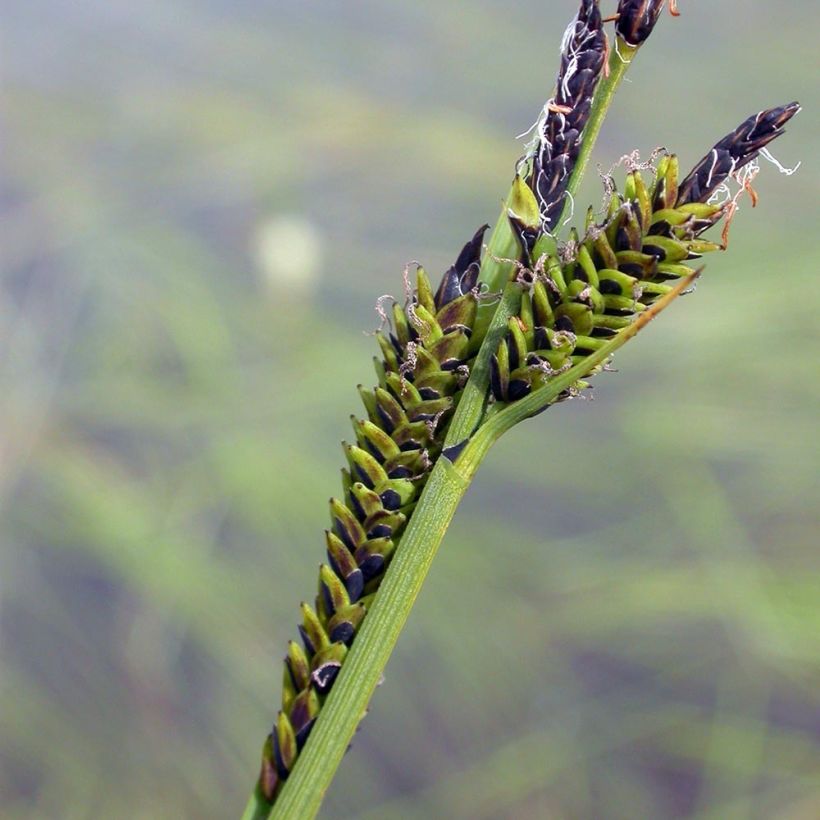 Carex nigra (Floración)