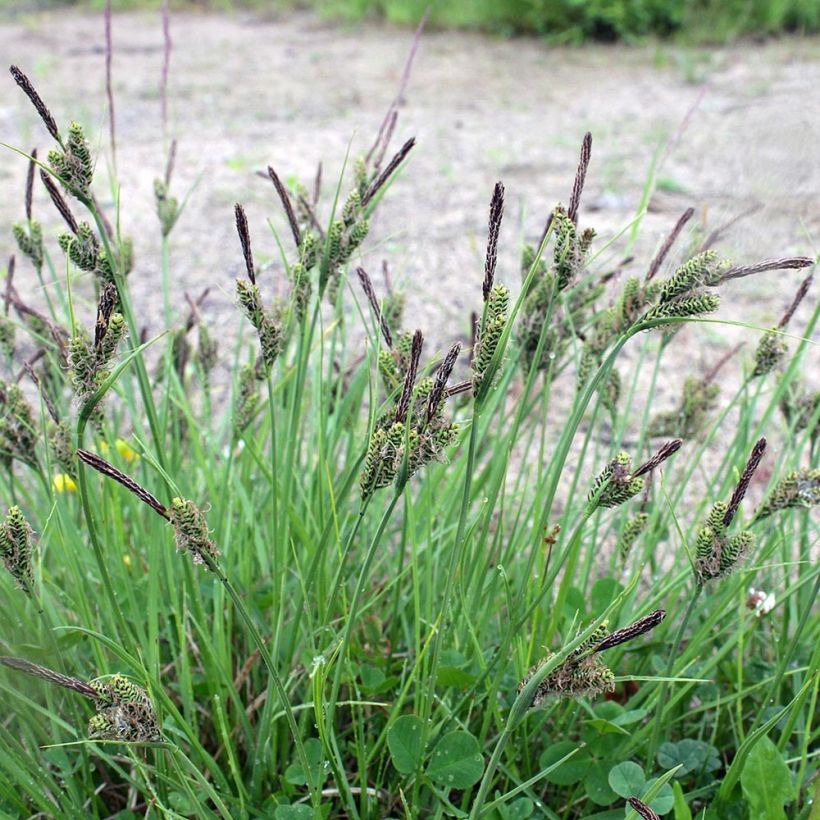 Carex nigra (Porte)