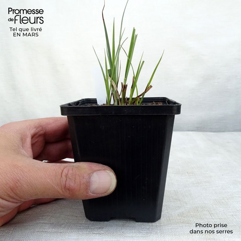 Carex nigra - Laîche noire Godet de 9cm Ejemplar entregado en invierno