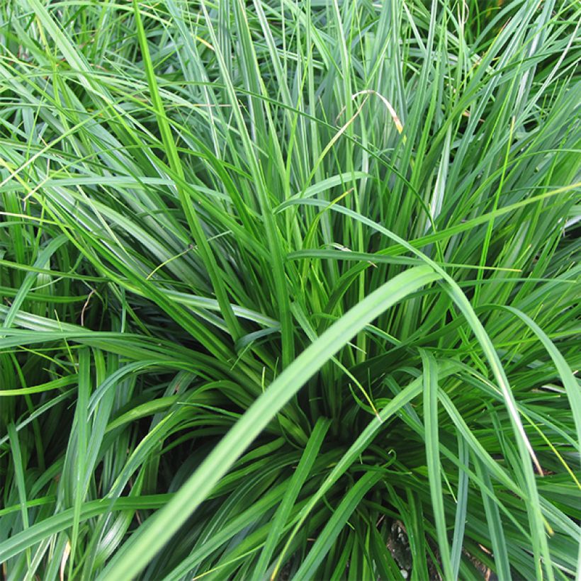 Carex oshimensis Evergreen (Follaje)