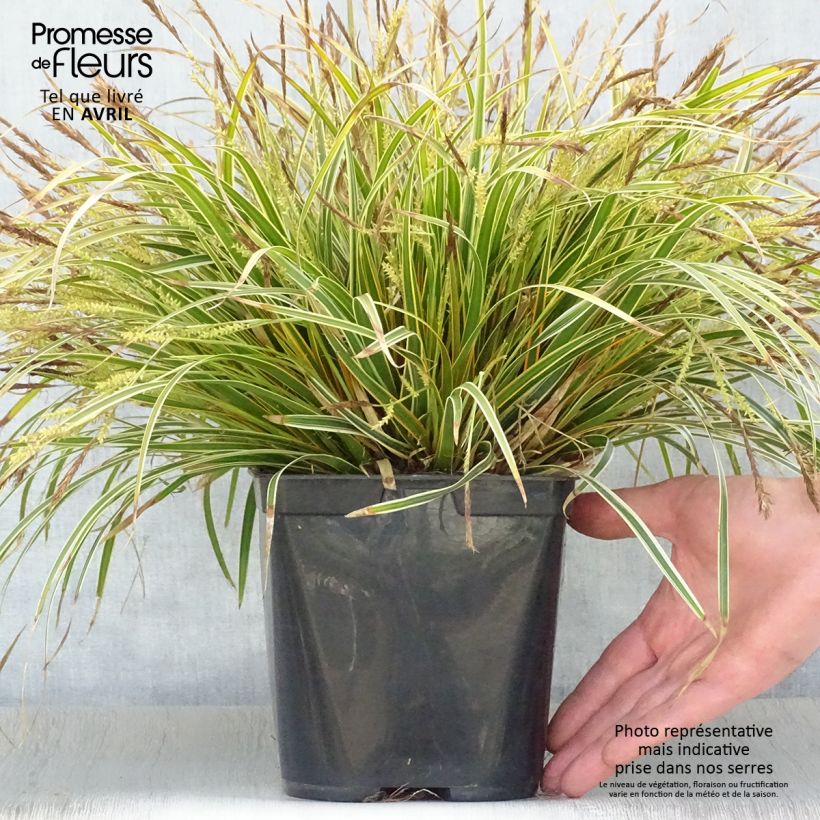 Carex oshimensis Everglow - Laîche d'Oshima Pot de 1,5L/2L Ejemplar entregado en la primavera