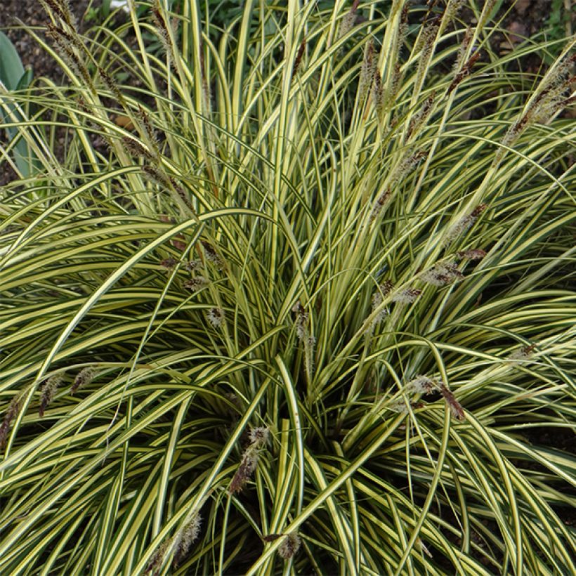 Carex oshimensis Evergold (Floración)