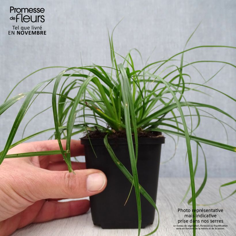 Ejemplar de Carex oshimensis Evergreen - Laîche d'Oshima en godet de 9cm entregado en otoño