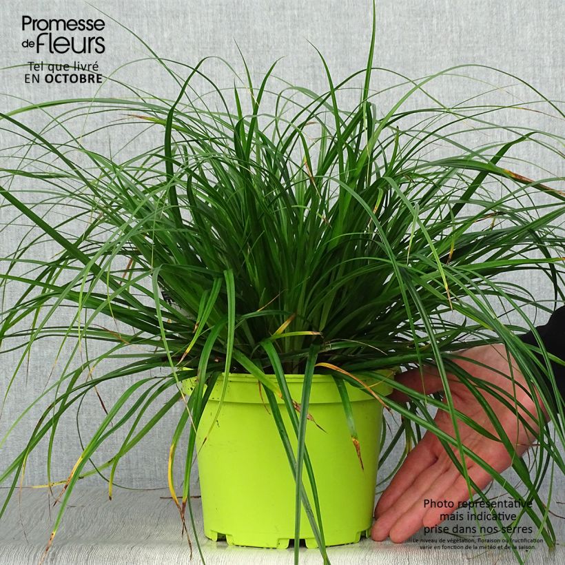 Ejemplar de Carex oshimensis Evergreen - en pot de 2L/3L entregado en otoño