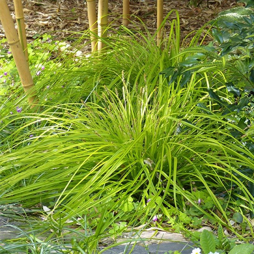 Carex oshimensis Everillo (Porte)