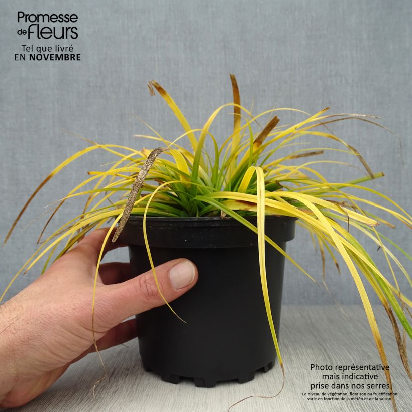 Ejemplar de Carex oshimensis Everillo en pot de 2L entregado en otoño