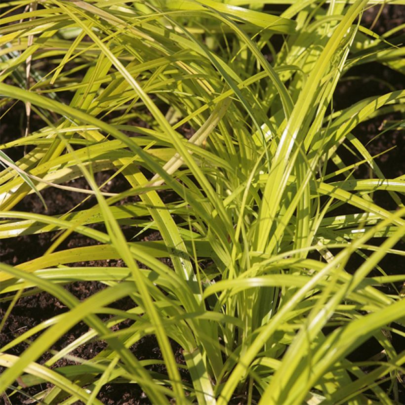 Carex oshimensis Everillo (Follaje)