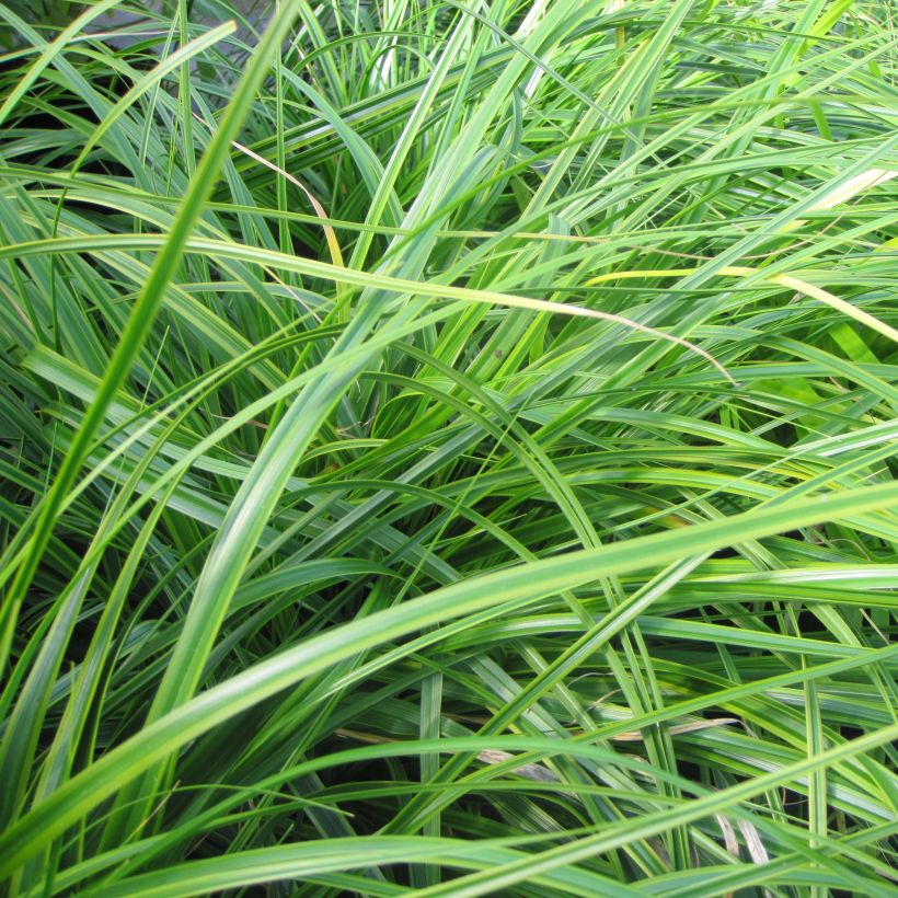 Carex oshimensis EverColor Everlime (Follaje)