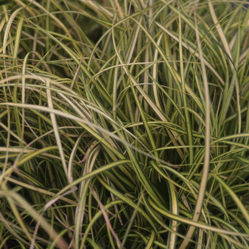 Carex oshimensis EverColor Eversheen (Follaje)