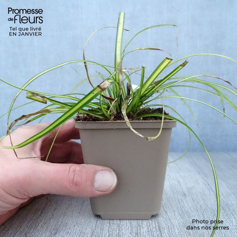 Carex oshimensis Eversheen - Laîche d'Oshima Godet de 9cm Ejemplar entregado en invierno