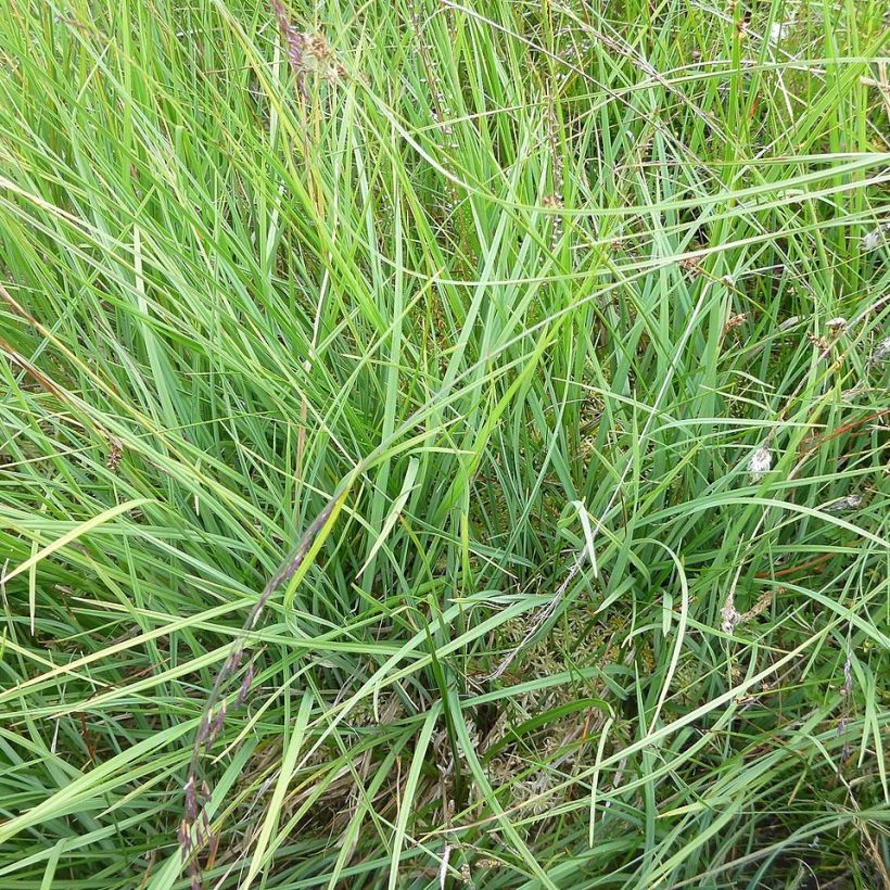 Carex panicea (Follaje)