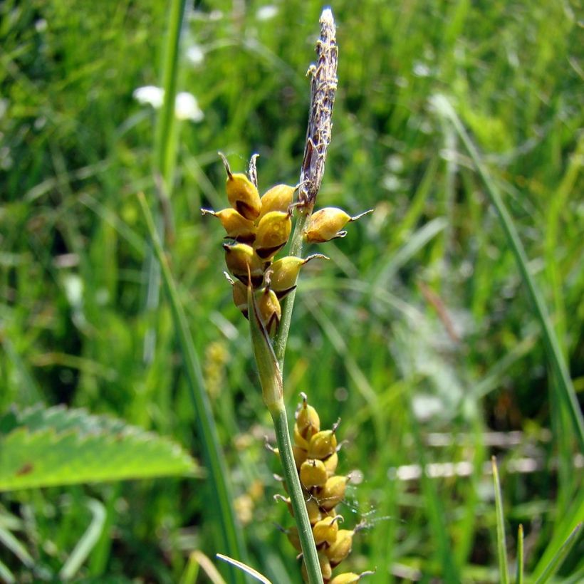 Carex panicea (Floración)