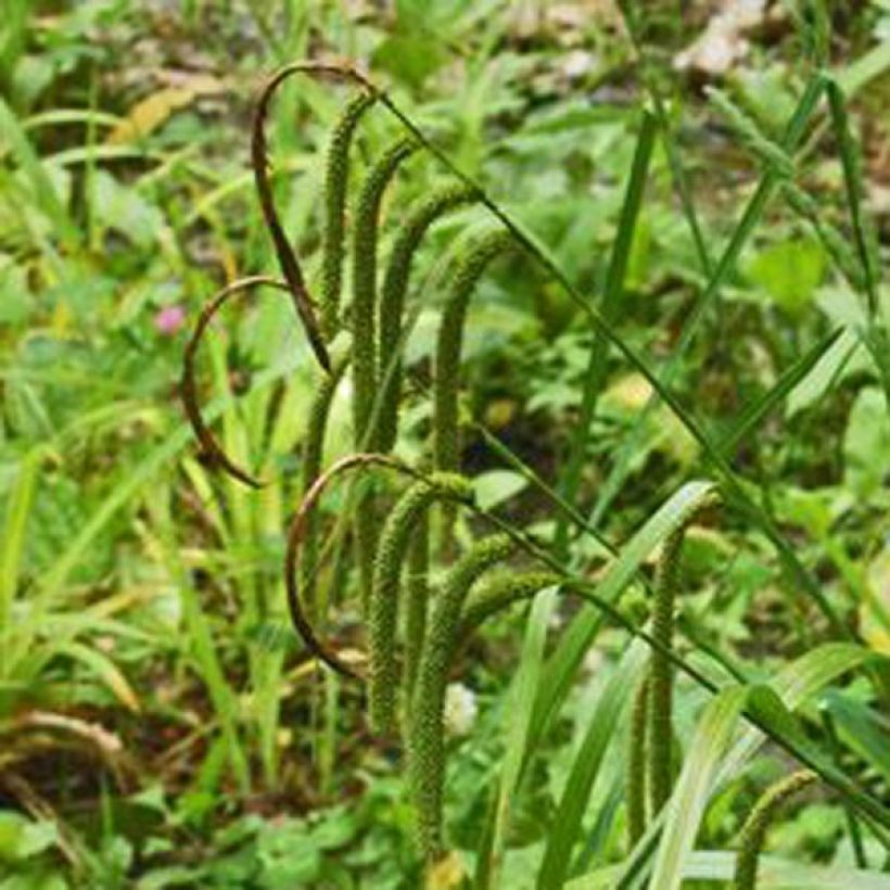 Carex pendula (Floración)