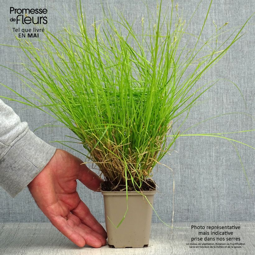 Carex remota - Laîche espacée Godet de 8/9 cm Ejemplar entregado en la primavera