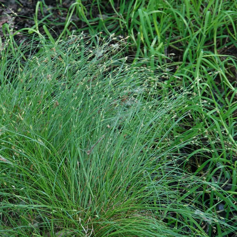 Carex remota (Porte)