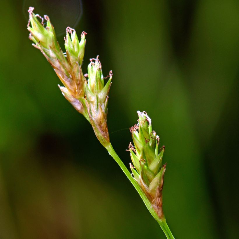 Carex remota (Floración)